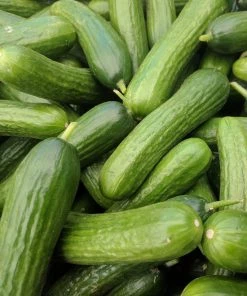 Suntech Greenhouses Local Mini Cucumbers
