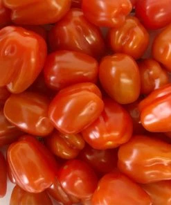 Suntech Greenhouses Local Grape Tomatoes